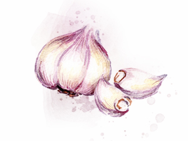 Knoblauch Knoblauchknolle und Knoblauchzehen