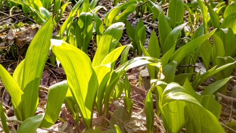 baerlauch-allium ursinum Bärlauchfeld im Wald